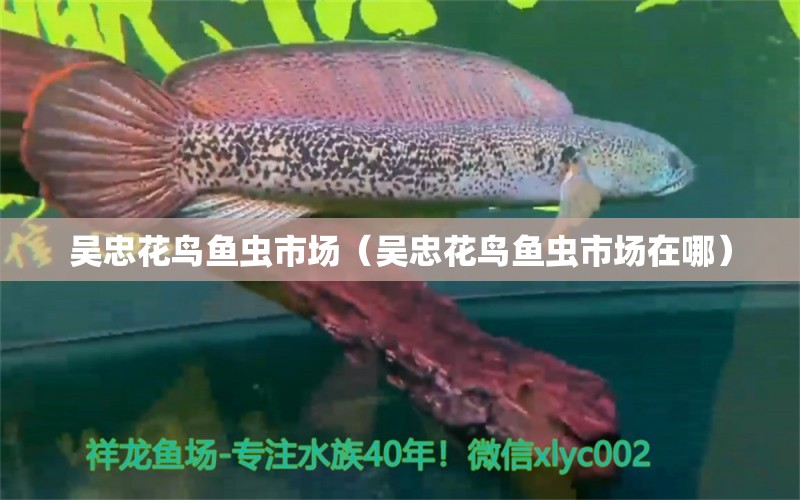 吳忠花鳥魚蟲市場(chǎng)（吳忠花鳥魚蟲市場(chǎng)在哪） 觀賞魚水族批發(fā)市場(chǎng)