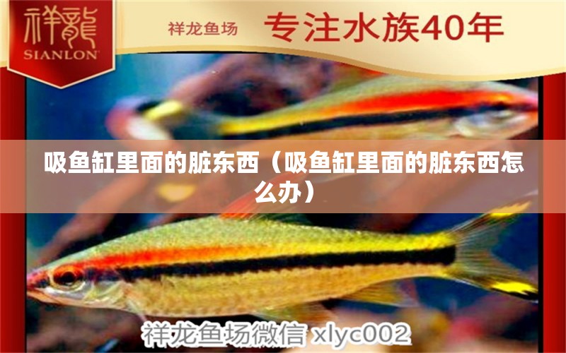 吸魚缸里面的臟東西（吸魚缸里面的臟東西怎么辦）