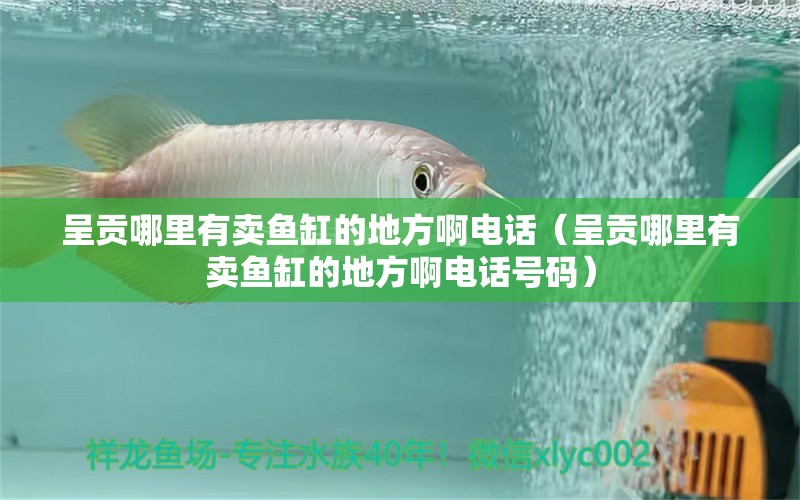 呈貢哪里有賣魚缸的地方啊電話（呈貢哪里有賣魚缸的地方啊電話號碼） 祥龍水族醫(yī)院