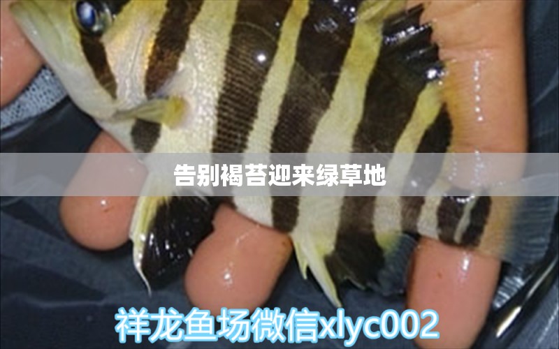 告別褐苔迎來綠草地 虎魚魚苗