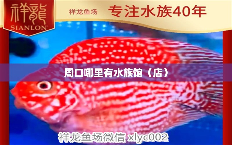 周口哪里有水族館（店） 觀賞魚水族批發(fā)市場