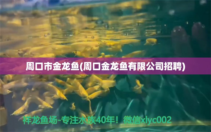 周口市金龍魚(yú)(周口金龍魚(yú)有限公司招聘) 青龍魚(yú)