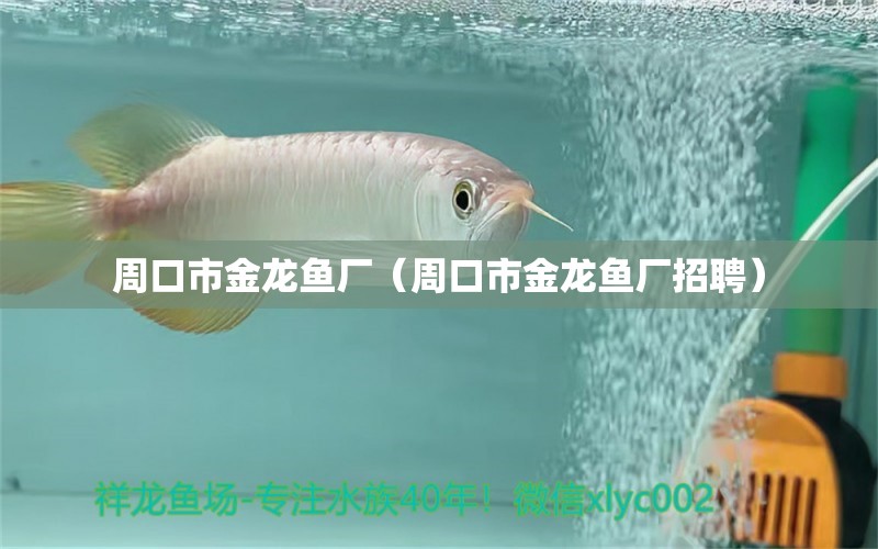 周口市金龍魚廠（周口市金龍魚廠招聘）