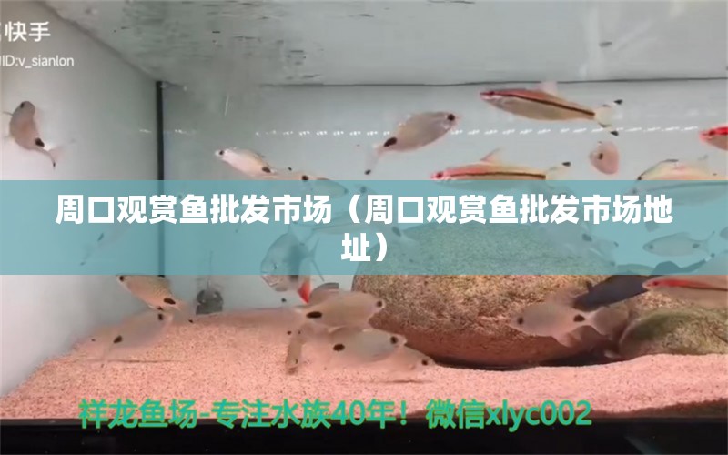 周口觀賞魚批發(fā)市場（周口觀賞魚批發(fā)市場地址）