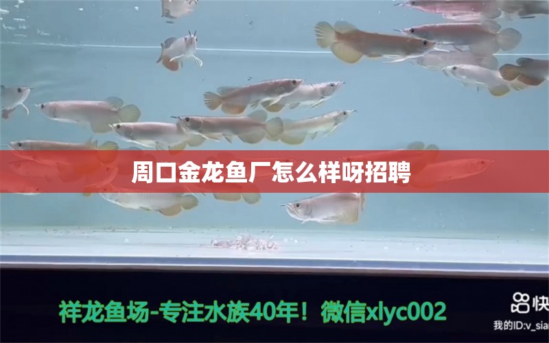 周口金龍魚廠怎么樣呀招聘  銀河星鉆魚