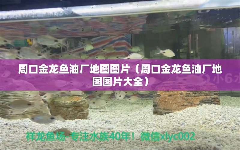 周口金龍魚(yú)油廠地圖圖片（周口金龍魚(yú)油廠地圖圖片大全）