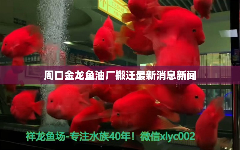 周口金龍魚油廠搬遷最新消息新聞