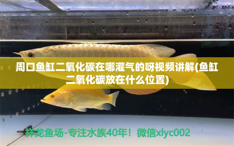 周口魚缸二氧化碳在哪灌氣的呀視頻講解(魚缸二氧化碳放在什么位置)