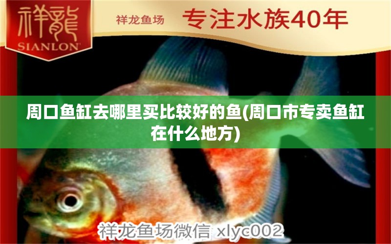 周口魚(yú)缸去哪里買比較好的魚(yú)(周口市專賣魚(yú)缸在什么地方) 豹紋夫魚(yú)苗