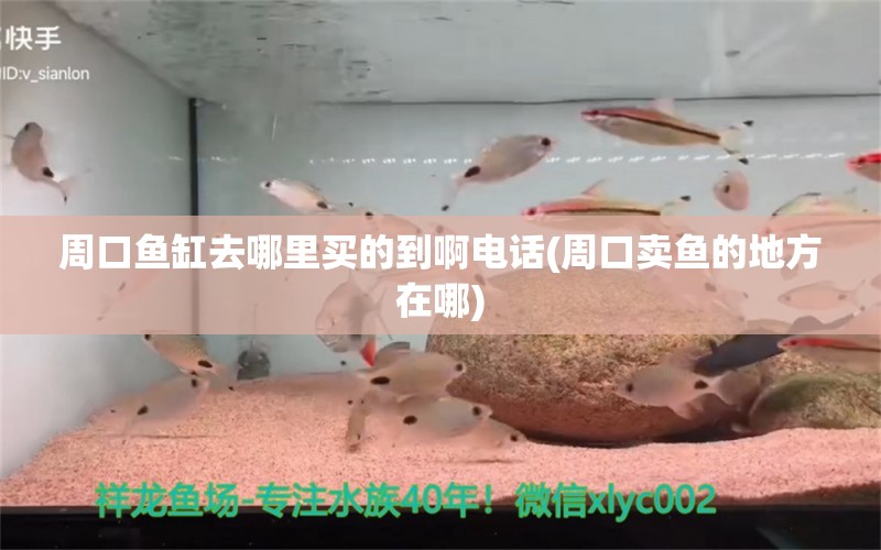 周口魚缸去哪里買的到啊電話(周口賣魚的地方在哪) 水族品牌 第1張