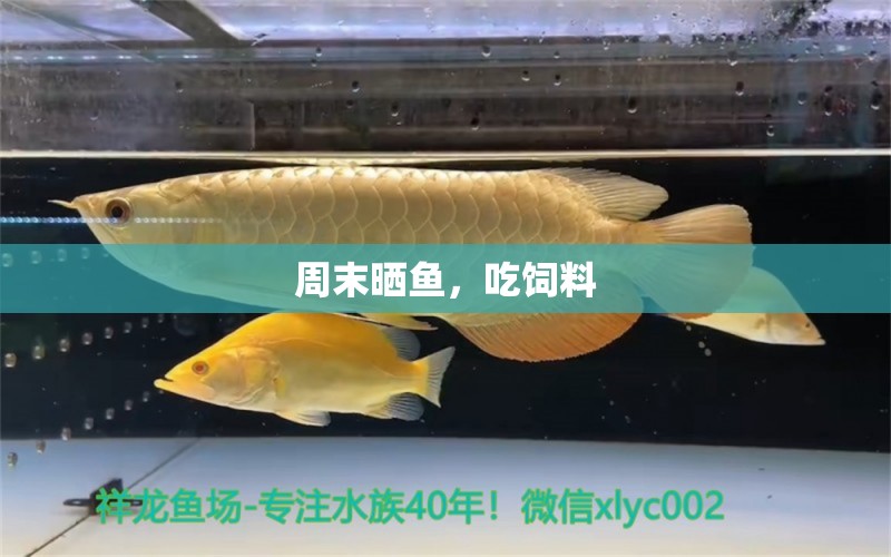 周末曬魚(yú)，吃飼料 觀賞魚(yú)論壇 第2張