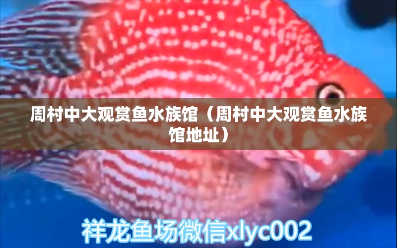 周村中大觀賞魚水族館（周村中大觀賞魚水族館地址）