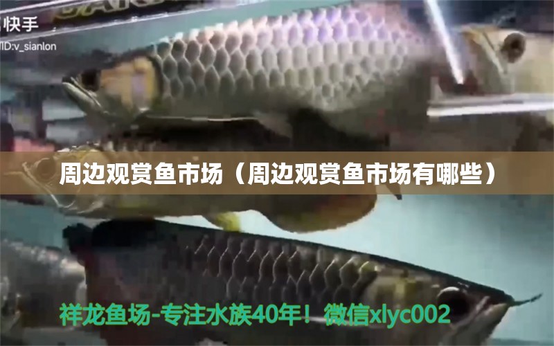 周邊觀賞魚(yú)市場(chǎng)（周邊觀賞魚(yú)市場(chǎng)有哪些） 觀賞魚(yú)市場(chǎng)（混養(yǎng)魚(yú)）