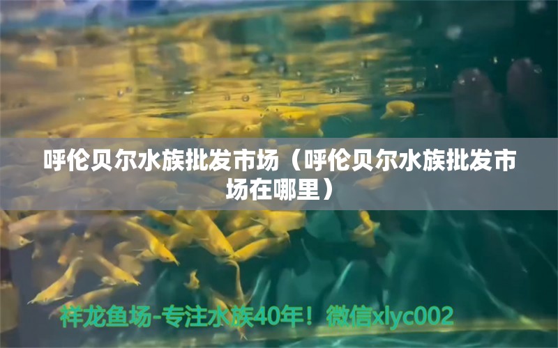 呼倫貝爾水族批發(fā)市場（呼倫貝爾水族批發(fā)市場在哪里） 觀賞魚水族批發(fā)市場