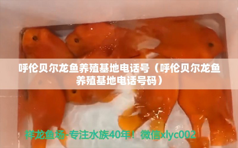 呼倫貝爾龍魚養(yǎng)殖基地電話號(hào)（呼倫貝爾龍魚養(yǎng)殖基地電話號(hào)碼） 哥倫比亞巨暴魚苗