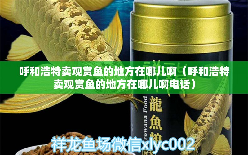 呼和浩特賣觀賞魚的地方在哪兒?。ê艉秃铺刭u觀賞魚的地方在哪兒啊電話） 祥龍魚場