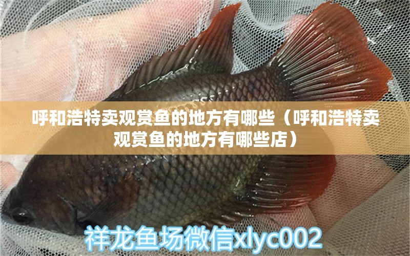 呼和浩特賣觀賞魚的地方有哪些（呼和浩特賣觀賞魚的地方有哪些店） 熱帶魚魚苗批發(fā)