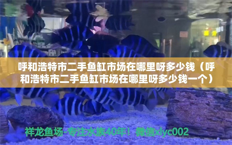 呼和浩特市二手魚缸市場在哪里呀多少錢（呼和浩特市二手魚缸市場在哪里呀多少錢一個） 祥龍水族醫(yī)院