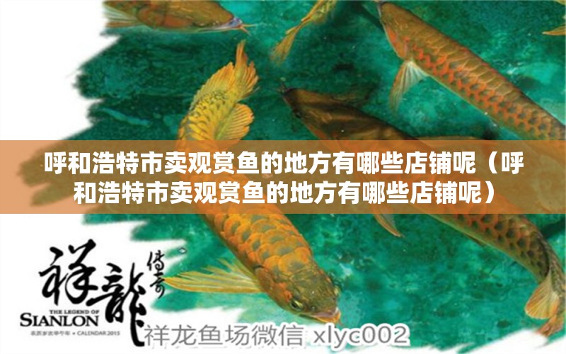 呼和浩特市賣觀賞魚的地方有哪些店鋪呢（呼和浩特市賣觀賞魚的地方有哪些店鋪呢） 祥龍水族醫(yī)院