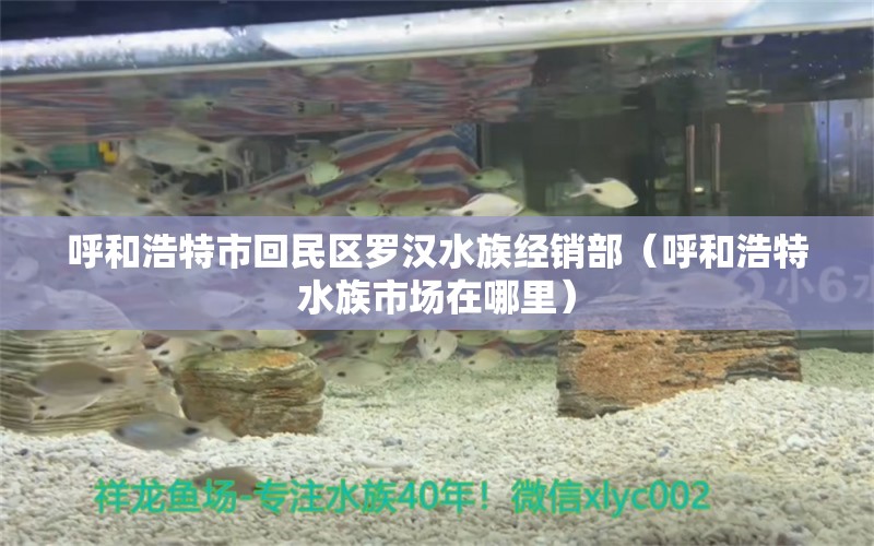 呼和浩特市回民區(qū)羅漢水族經(jīng)銷部（呼和浩特水族市場在哪里）