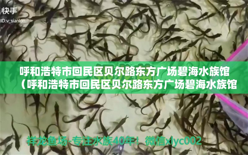 呼和浩特市回民區(qū)貝爾路東方廣場(chǎng)碧海水族館（呼和浩特市回民區(qū)貝爾路東方廣場(chǎng)碧海水族館電話(huà)多少）