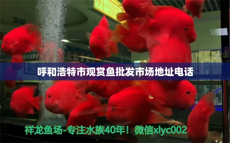 呼和浩特市觀賞魚批發(fā)市場地址電話 觀賞魚批發(fā)