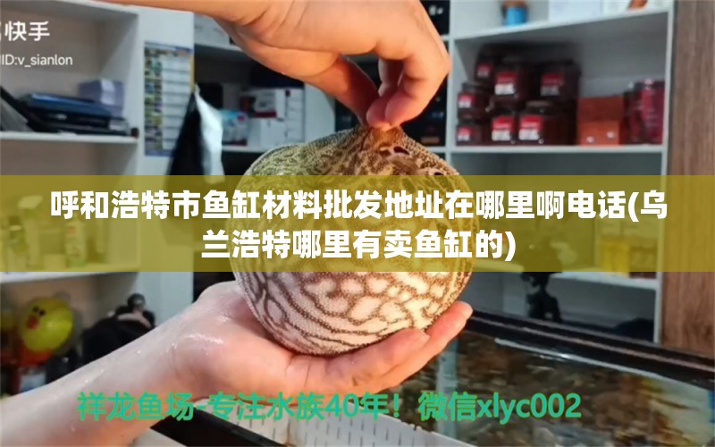 呼和浩特市魚缸材料批發(fā)地址在哪里啊電話(烏蘭浩特哪里有賣魚缸的) 狗仔（招財(cái)貓)魚苗