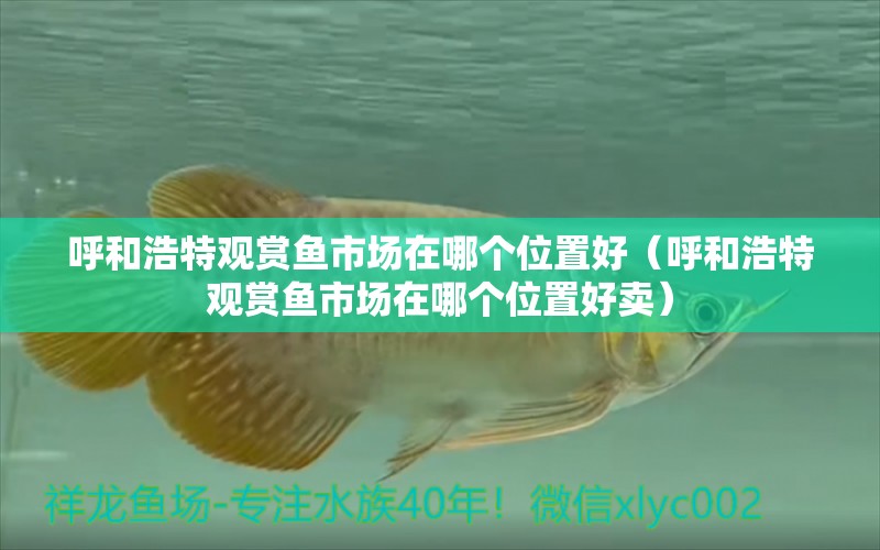 呼和浩特觀賞魚市場在哪個位置好（呼和浩特觀賞魚市場在哪個位置好賣）