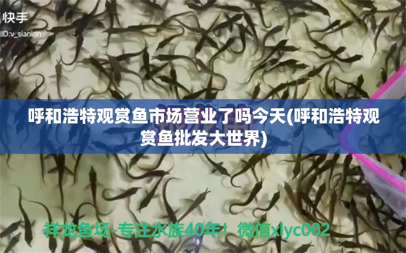 呼和浩特觀賞魚市場營業(yè)了嗎今天(呼和浩特觀賞魚批發(fā)大世界) 觀賞魚批發(fā)