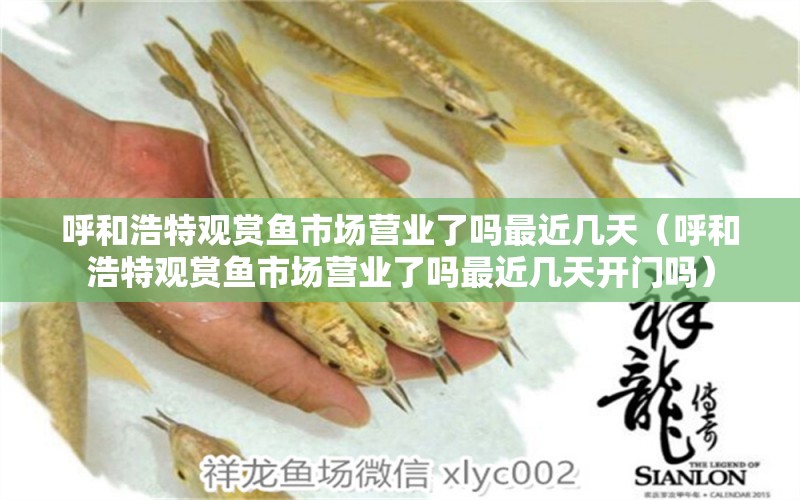 呼和浩特觀賞魚市場營業(yè)了嗎最近幾天（呼和浩特觀賞魚市場營業(yè)了嗎最近幾天開門嗎） 狗狗（犬）