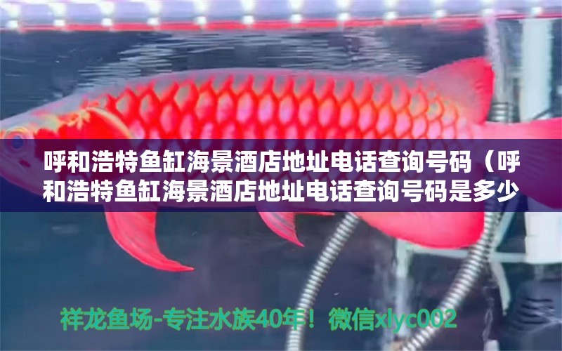 呼和浩特魚缸海景酒店地址電話查詢號碼（呼和浩特魚缸海景酒店地址電話查詢號碼是多少）