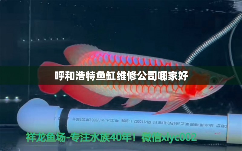 呼和浩特魚缸維修公司哪家好 白子金龍魚