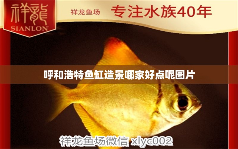 呼和浩特魚缸造景哪家好點呢圖片 祥龍魚場