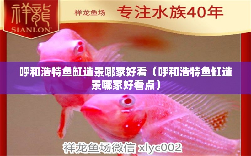 呼和浩特魚缸造景哪家好看（呼和浩特魚缸造景哪家好看點(diǎn)） 祥龍魚場