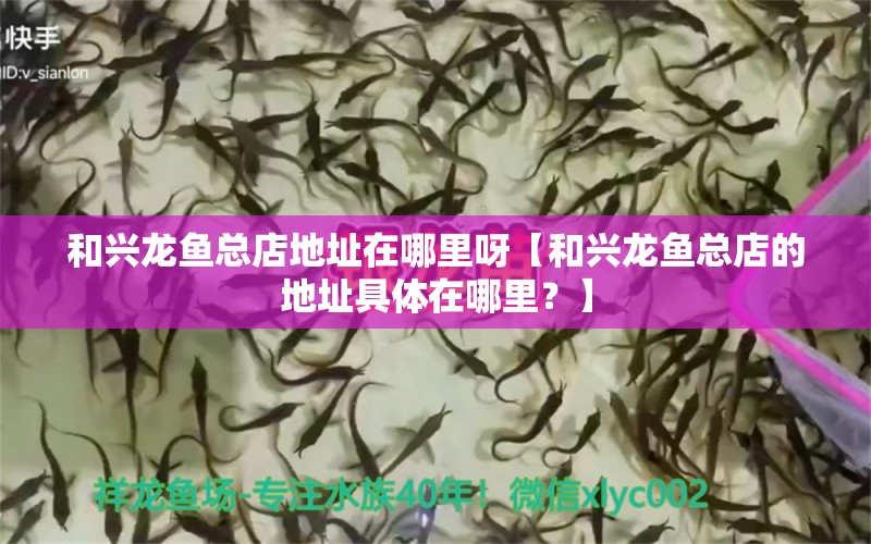 和興龍魚總店地址在哪里呀【和興龍魚總店的地址具體在哪里？】 水族問答 第1張