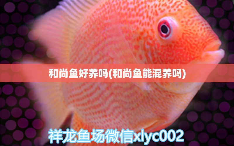 和尚魚好養(yǎng)嗎(和尚魚能混養(yǎng)嗎) 和尚魚