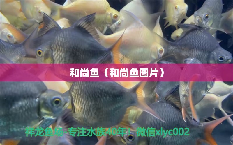 和尚魚（和尚魚圖片）