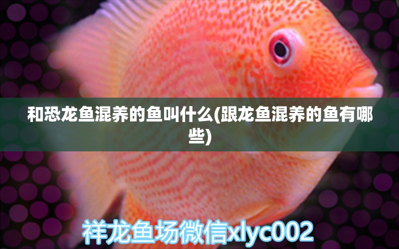 和恐龍魚混養(yǎng)的魚叫什么(跟龍魚混養(yǎng)的魚有哪些)