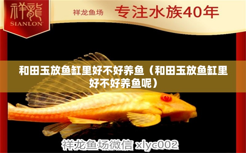 和田玉放魚缸里好不好養(yǎng)魚（和田玉放魚缸里好不好養(yǎng)魚呢）