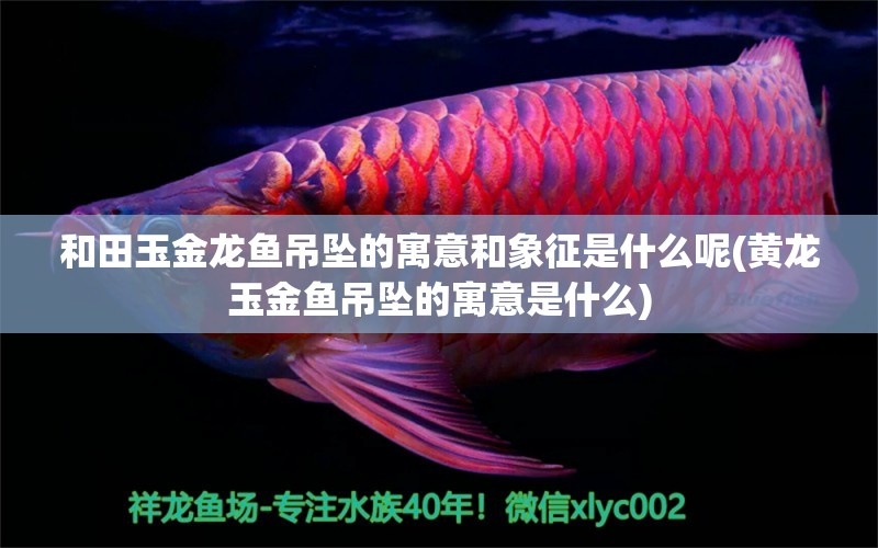 和田玉金龍魚吊墜的寓意和象征是什么呢(黃龍玉金魚吊墜的寓意是什么) 白化巴西龜（白巴）