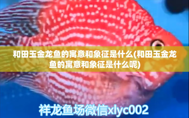 和田玉金龍魚的寓意和象征是什么(和田玉金龍魚的寓意和象征是什么呢) 蝴蝶鯉