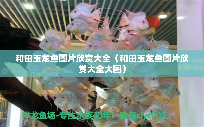 和田玉龍魚圖片欣賞大全（和田玉龍魚圖片欣賞大全大圖） 祥龍水族醫(yī)院