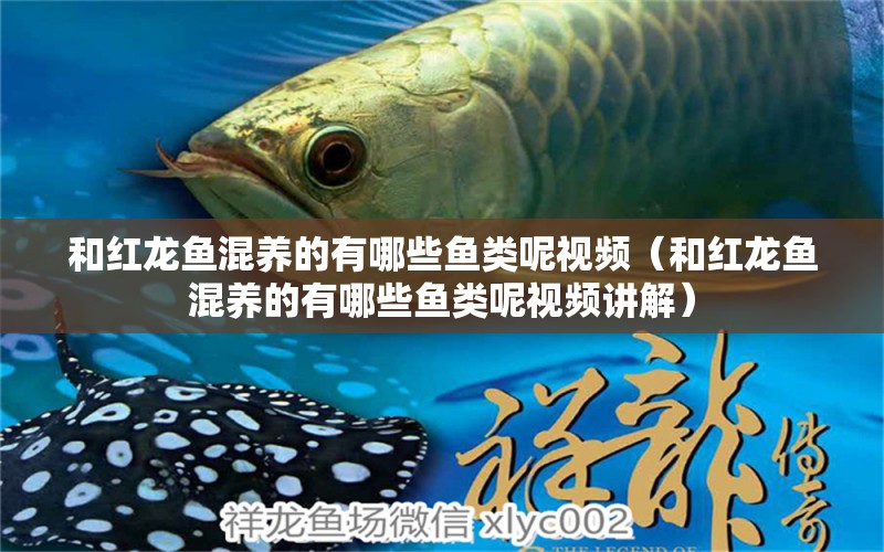 和紅龍魚(yú)混養(yǎng)的有哪些魚(yú)類呢視頻（和紅龍魚(yú)混養(yǎng)的有哪些魚(yú)類呢視頻講解） 黑云魚(yú)