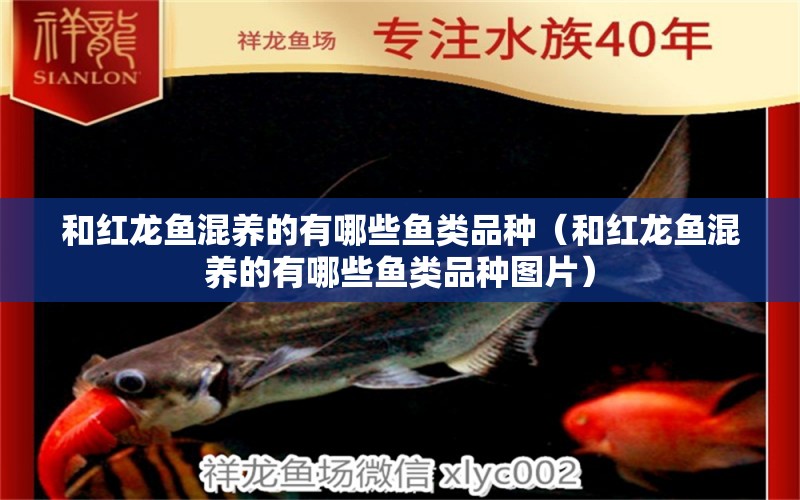 和紅龍魚(yú)混養(yǎng)的有哪些魚(yú)類(lèi)品種（和紅龍魚(yú)混養(yǎng)的有哪些魚(yú)類(lèi)品種圖片）