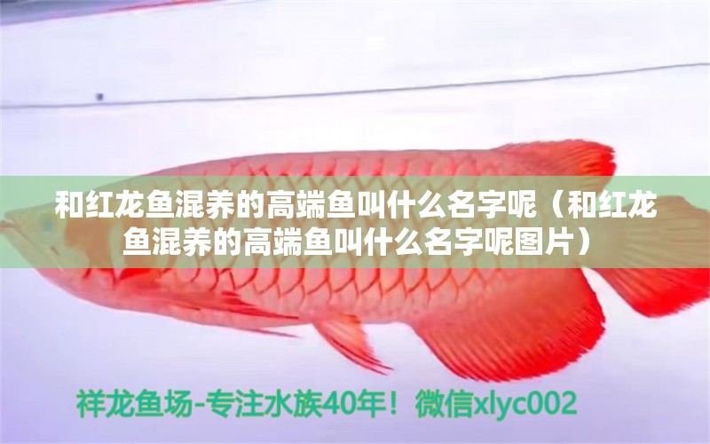 和紅龍魚混養(yǎng)的高端魚叫什么名字呢（和紅龍魚混養(yǎng)的高端魚叫什么名字呢圖片）