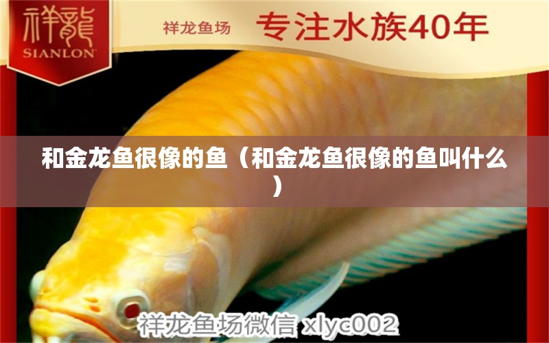 和金龍魚(yú)很像的魚(yú)（和金龍魚(yú)很像的魚(yú)叫什么） 賽級(jí)紅龍魚(yú)