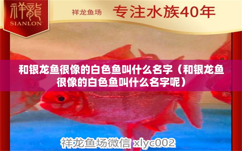 和銀龍魚(yú)很像的白色魚(yú)叫什么名字（和銀龍魚(yú)很像的白色魚(yú)叫什么名字呢）