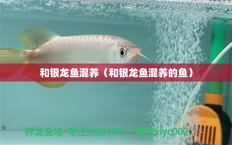 和銀龍魚混養(yǎng)（和銀龍魚混養(yǎng)的魚） 銀龍魚