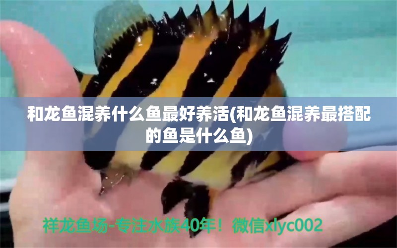 和龍魚(yú)混養(yǎng)什么魚(yú)最好養(yǎng)活(和龍魚(yú)混養(yǎng)最搭配的魚(yú)是什么魚(yú)) 雙線側(cè)魚(yú)