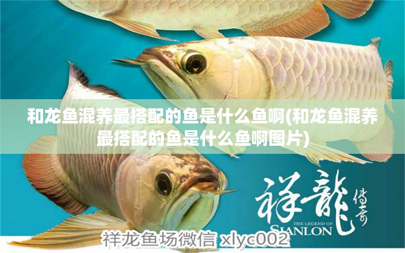 和龍魚混養(yǎng)最搭配的魚是什么魚啊(和龍魚混養(yǎng)最搭配的魚是什么魚啊圖片) 和尚魚